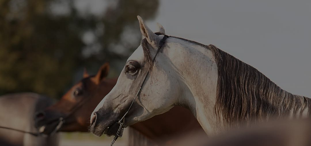 Grey and bay horses